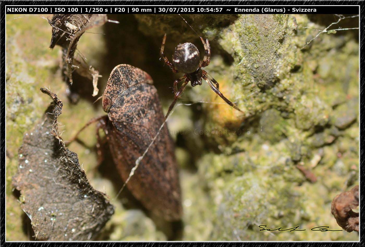 Piccolo Theridiidae in compagnia di...